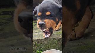 Sounds That Make dogs angry rottweiler angrypuppy cuteanimal puppy cutepet pets [upl. by Semreh]