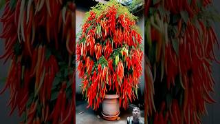 gardening garden chilli plants pepper satisfying farming rainraingoawayandother soccerplaye [upl. by Barnabe620]