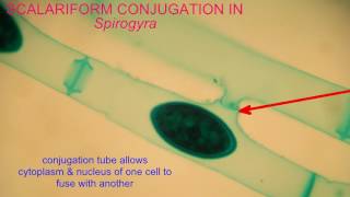 CONJUGATION IN Spirogyra [upl. by Stephanie960]