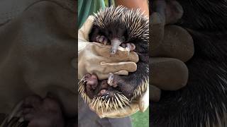 Echidnas🦔❤️🦔 echidna australia sandiegozoosafaripark sdzsafaripark [upl. by Jody]