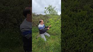 Bilberry Bushes vaccinium myrtillus moorland adventure explore permaculture nature [upl. by Kazimir]