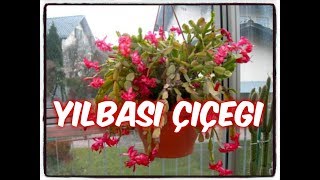 YILBAŞI KAKTÜSÜ BAKIMI NASIL YAPILIRHow to care Christmas Cactus  ZYGOCACTUS [upl. by Nagiem]