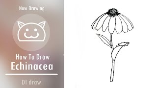 How to Draw Echinacea Flower [upl. by Eiramaneet]