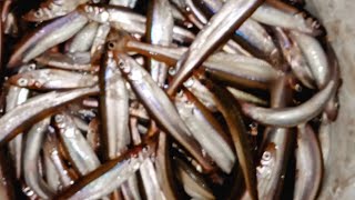 SMELT DIPPING ST CLAIR RIVER😲🔥 delicious smelt fishing michigan funtime stclairriver yummy [upl. by Luthanen]