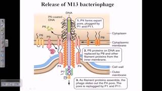 Release of M13 bacteriophage [upl. by Naitsihc259]