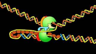 DNA replication fork [upl. by Amalee]