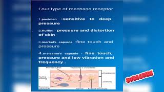 Type of mechano receptor  Periodontal ligament  Periodontics  neetmds  BDS [upl. by Marketa]