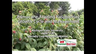 Primocane Fruiting Raspberries Growth Cycle and Management [upl. by Harrie]