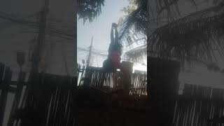 CALISTHENICS viral trending subscribe shorts calisthenics ytshorts [upl. by Hahn]