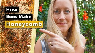 HOW BEES MAKE HONEYCOMB  It Might Surprise You [upl. by Rambert646]