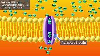 Facilitated Diffusion Short and Sweet version [upl. by Ralaigh]