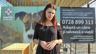 Adoptă un câine şi salvează o viaţă  LIVIA TALOI [upl. by Lehman288]