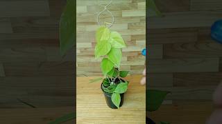 DIY Trellis Ideas for Plants diydecor gardening cretivity plants [upl. by Enilegnave]