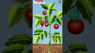 quotस्वस्थ फसल के लिए PlantSafe और PlantUp की जोड़ी उपयोगीquot [upl. by Amir782]