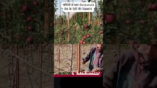 सर्दियों में M9 Rootstock सेब के पेड़ों की देखभाल [upl. by Aivan]