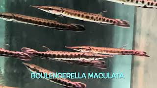 Boulengerella maculata [upl. by Natam]