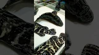 Lapulapu Camouflage grouper live in the market fish seafood shorts [upl. by Haliek]