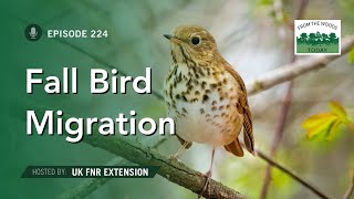 Fall Bird Migration  From the Woods Today  Episode 224 [upl. by Otineb]