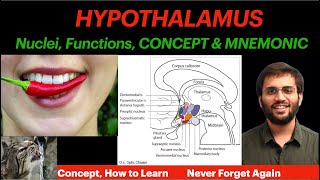 Hypothalamus  Physiology  Nuclei Functions  Concept amp Mnemonic  CNS Physiology Video [upl. by Izabel]