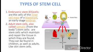 Stem cell and their application [upl. by Modesta]