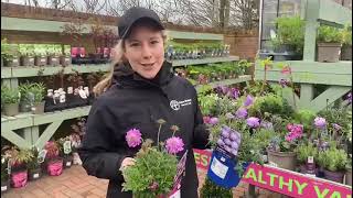 Scabious perennials at Davies Brothers Nursery [upl. by Ailima]