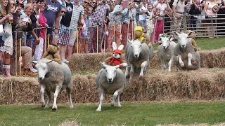 Sark Sheep Racing Weekend 2014 [upl. by Akilam804]