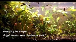 Breeding for Profit Advice and my 20L Cryptocoryne Jungle [upl. by Irollam]