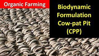 How to prepare and use Biodynamic formulationCowpat Pit CPP for Organic Farming [upl. by Sixela]