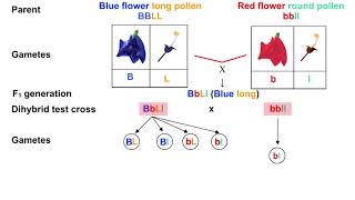 Mechanism of linkage  coupling in Lathyrus odoratus [upl. by Nanfa30]