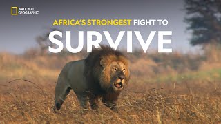 Predators vs Giants  Africas Deadliest  हिंदी  Full Episode  S2  E1  Nat Geo Wild [upl. by Allan86]