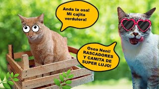 ¡Pruebo TRUCO para GATOS RASCADOR con CARTON de HUEVO 😻El Fabuloso quotESCONDE PREMIOSquot🐾 [upl. by Malet]