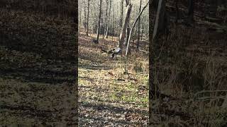 BACK FLIP  deerhunter hunting wildlife deerhunting huntingseason [upl. by Nylle]