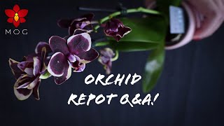 Repotting new Mini Phalaenopsis amp QampA  Orchid Care for Beginners [upl. by Annazor]