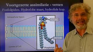 Biologie VWO BB Voortgezette assimilatie [upl. by Akimad]