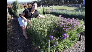 How to Harvest Statice  Woodstock Flower Farm [upl. by Myrvyn]