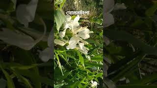 Hedychium coronariumgarden shortsviral naturewithtuli hedychiumflowers sunny shorts [upl. by Kurt319]