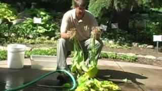 How to dig and divide Hostas Part 3 Dividing a Hosta [upl. by Yebot]