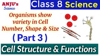 Part 3 Organisms show Variety in Cell Number Shape and Size  Science Class 8 Chapter 8 Cell [upl. by Aiello]