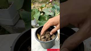 Euphorbia Plant Transplant 🌵😊 sahilchauhan nature flower garden viral shorts [upl. by Hedvah]