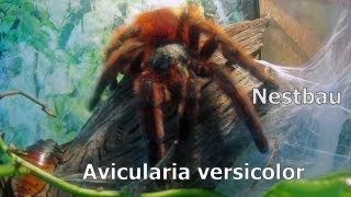 MartiniqueBaumvogelspinne  Antilles pinktoe  Avicularia versicolor beim Nestbau [upl. by Yenttirb]