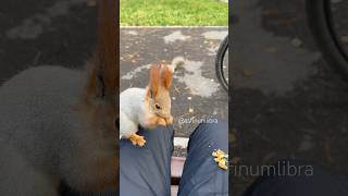 ❤️🐿️🙂 squirrel animals cute bunny kazakhstan wildlife cuteanimals rabbit funny [upl. by Leonerd699]