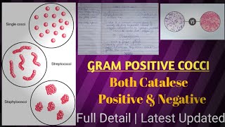 Gram positive cocci  gram positive vs gram negative bacteria [upl. by Underwood]