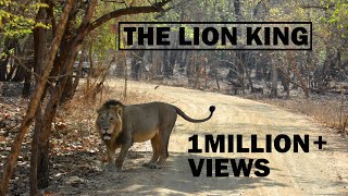 The Lion King  Gir National Park  Sasan Gir  Asiatic Lion  Discover Wild India [upl. by Olimpia]