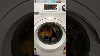 haier washing machine 75kg on a Cotton wash cycle [upl. by Arodoet]