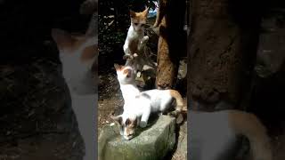 Mother cat and kittens bonding [upl. by Tarr]