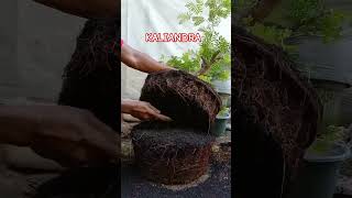 Full Akar Kaliandra bonsai bahanbonsai kaliandra [upl. by Woodberry]