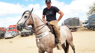 FEIRA DE CAVALOS EM CACHOEIRINHAPE 14112024 nordeste [upl. by Alain]