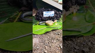 blackturmeric Kalihaldi karuppumanjal Karumanjal Nallapasupu blueturmeric plant 9325837843 [upl. by Yllah963]