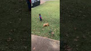 Toddler and Puppy Playtime in the Yard [upl. by Evslin]