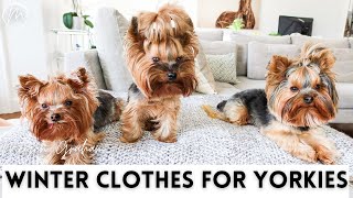 Winter Clothes For Yorkies [upl. by Ramses]